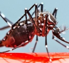 Como Combater o Mosquito da Dengue: Dicas Eficazes para Proteger Sua Família