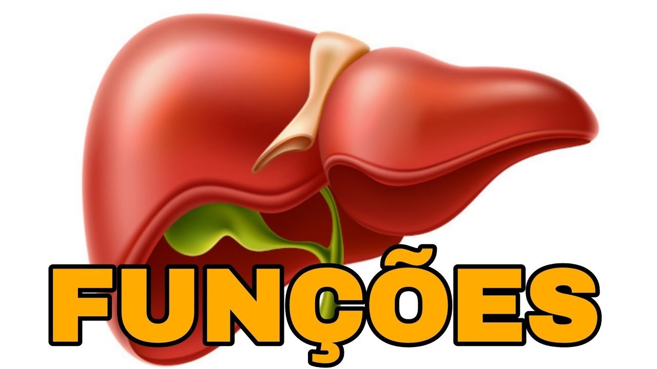 funçao do fígado