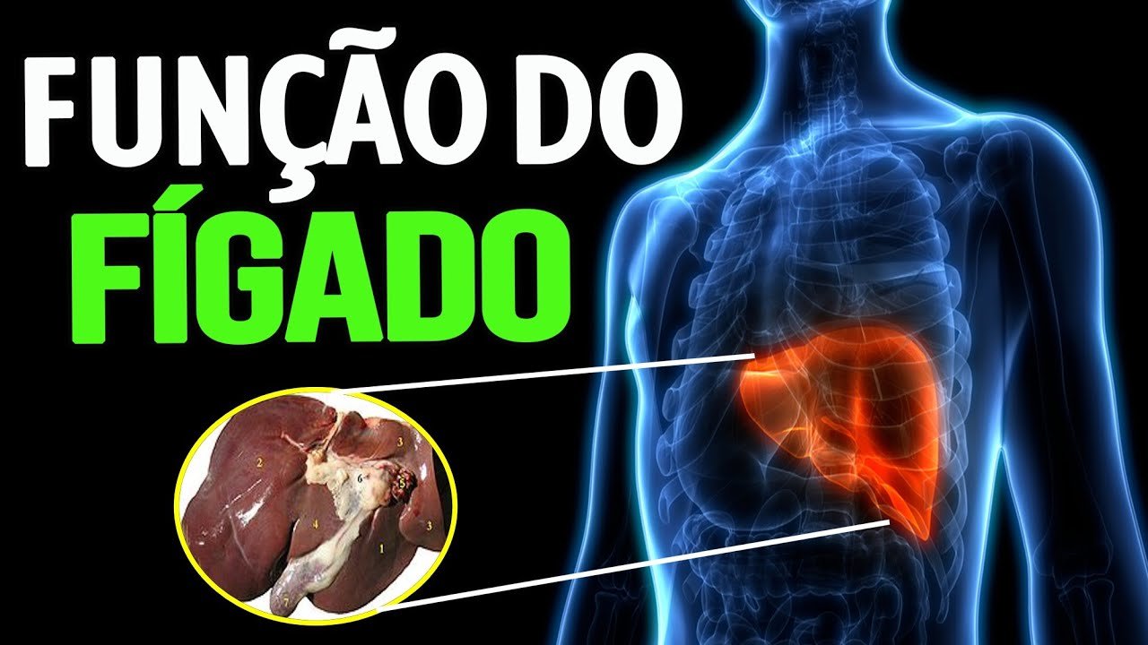 funçao do fígado