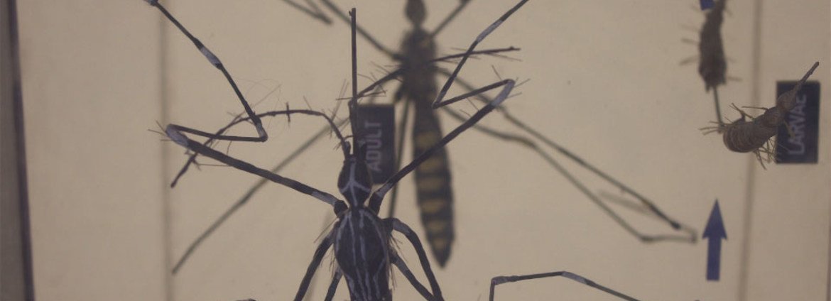 Casos de chikungunya avançam nas Américas e Opas alerta para vigilância reforçada - Imagem do artigo original