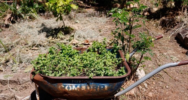 Horta no Morro do Salgueiro fortalece renda, memória e inclusão social no Rio - Imagem do artigo original