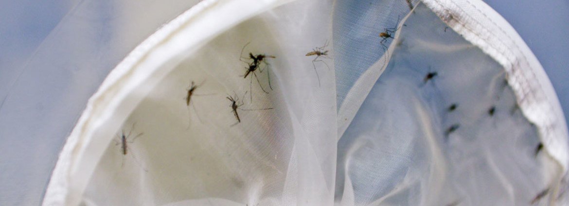 Ciência e mobilização social remodelam combate à dengue nas Américas - Imagem do artigo original