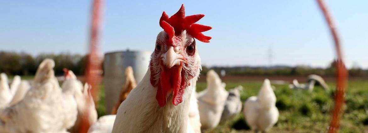 FAO aponta avanço de doenças animais transfronteiriças e pede reforço na prevenção - Imagem do artigo original